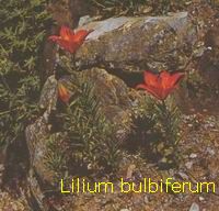 Lilium bulbiferum o Giglio di San Giovanni