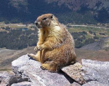 Marmotta, foto da Wikipedia